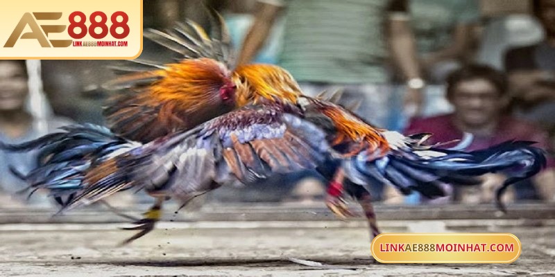 Lối Gà Chọi Hay Nhất - Bí Quyết Thắng Trận Từ Sư kê 16 Chơi đá gà ăn tiền là hình thức được yêu thích bậc nhất tại AE888