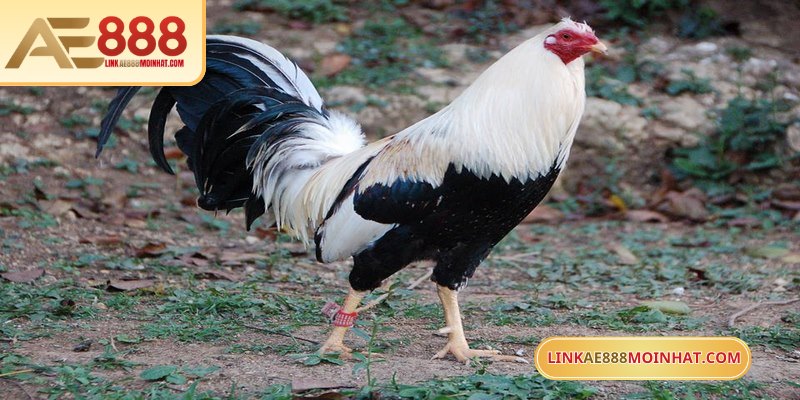Lối Gà Chọi Hay Nhất - Bí Quyết Thắng Trận Từ Sư kê 17 Mua gà đá trên mạng dễ dàng chọn chiến kê tiềm năng
