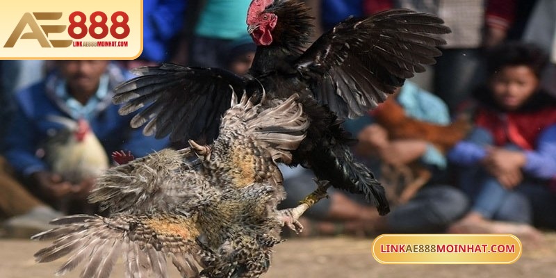 Lối Gà Chọi Hay Nhất - Bí Quyết Thắng Trận Từ Sư kê 19 Cần kiểm tra kỹ lưỡng gà