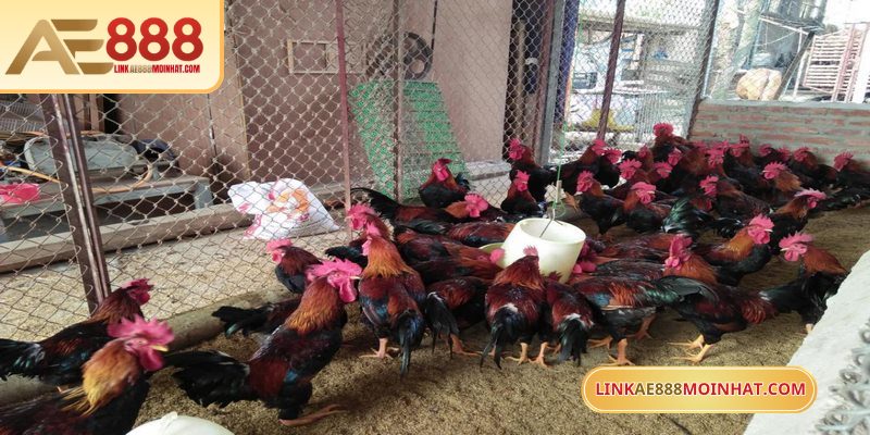 Lối Gà Chọi Hay Nhất - Bí Quyết Thắng Trận Từ Sư kê 16 Trại gà Phúc Bình Dương luôn là sự lựa chọn được yêu thích